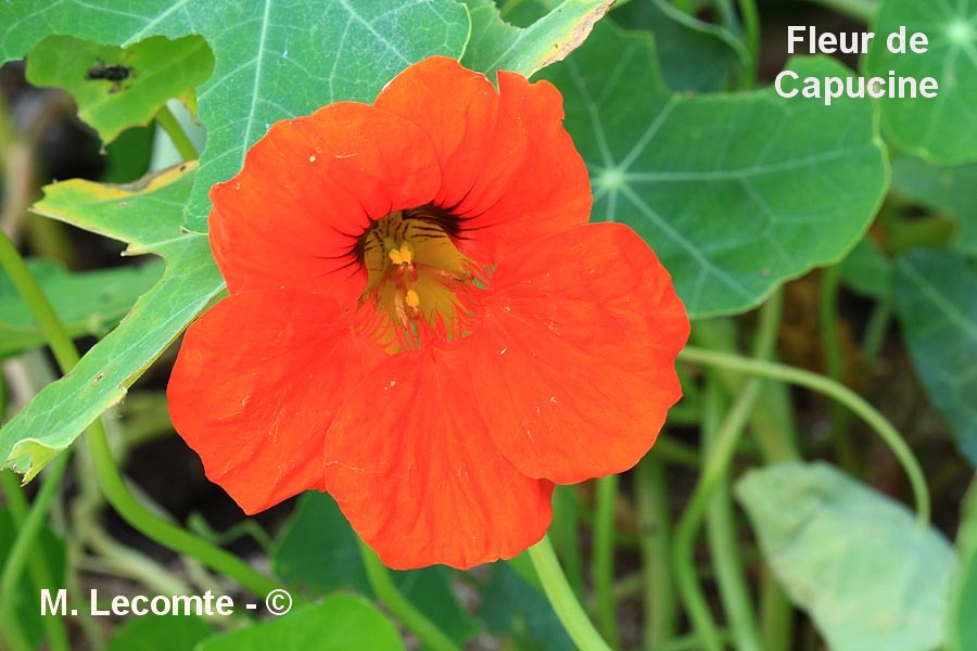 Tropaeolum majus