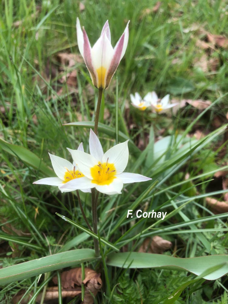 Tulipa sylvestris (tulipe sauvage, des bois)