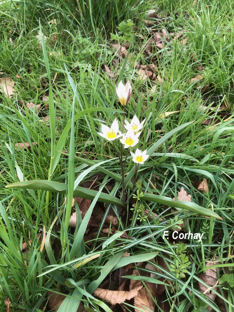 Tulipa sylvestris (tulipe sauvage, des bois)