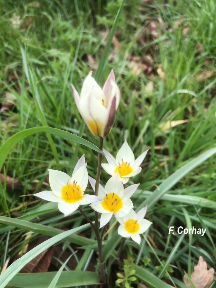 Tulipa sylvestris (tulipe sauvage, des bois)