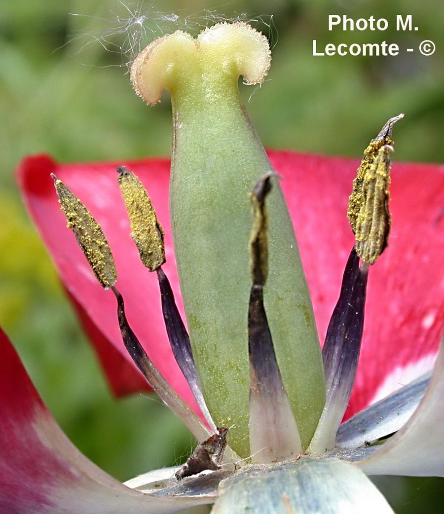 Tulipa sp.