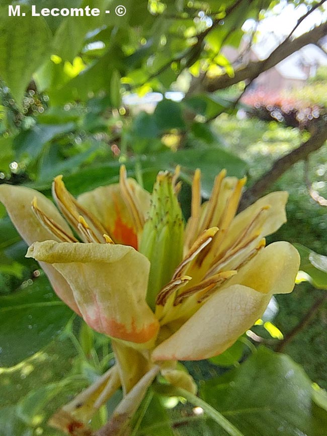 Liriodendron tulipifera