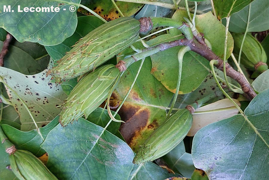 Liriodendron tulipifera