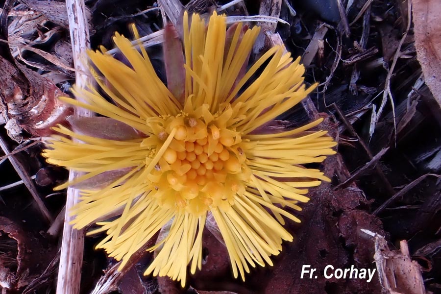 Tussilago farfara