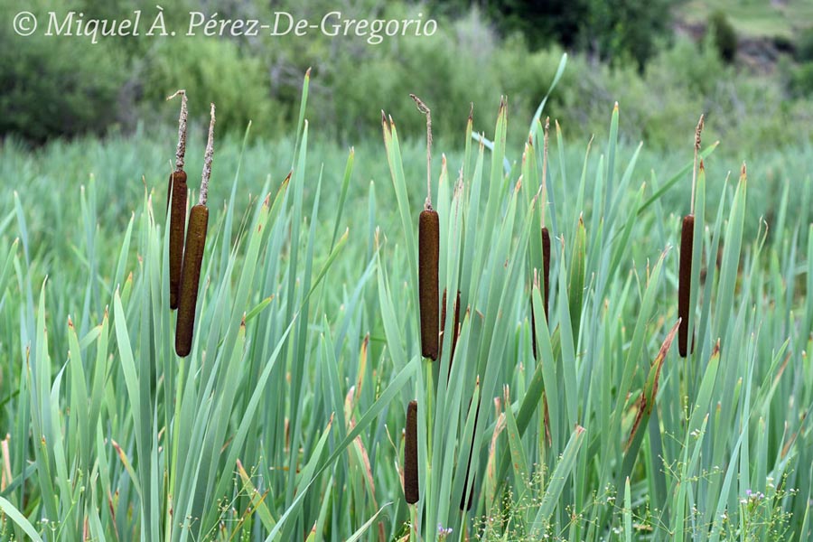 Typha latifolia