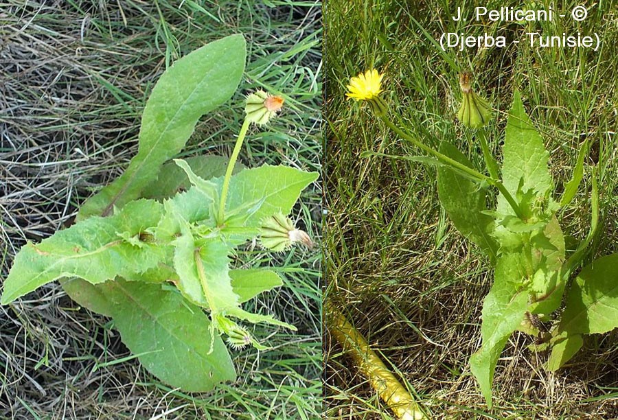 Urospermum picroides (urosperme fausse picride)