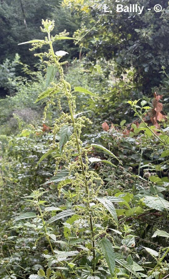 Urtica dioica (grande ortie)