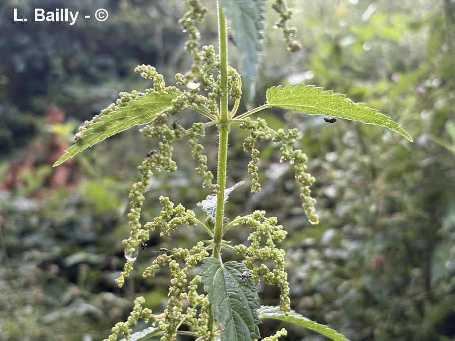 Urtica dioica (grande ortie)