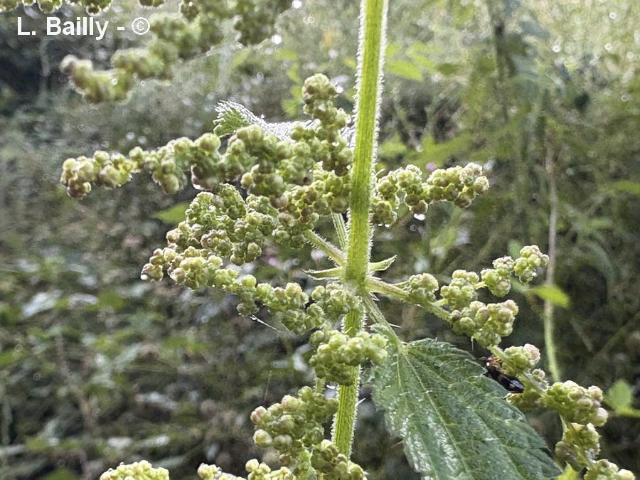 Urtica dioica (grande ortie)
