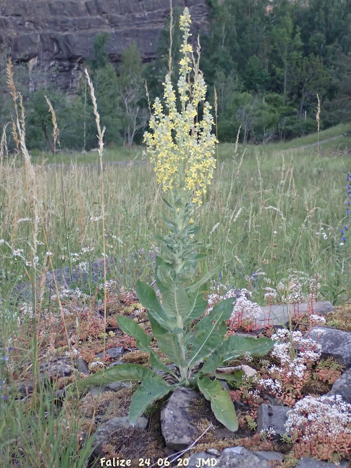 Verbascum lychnitis