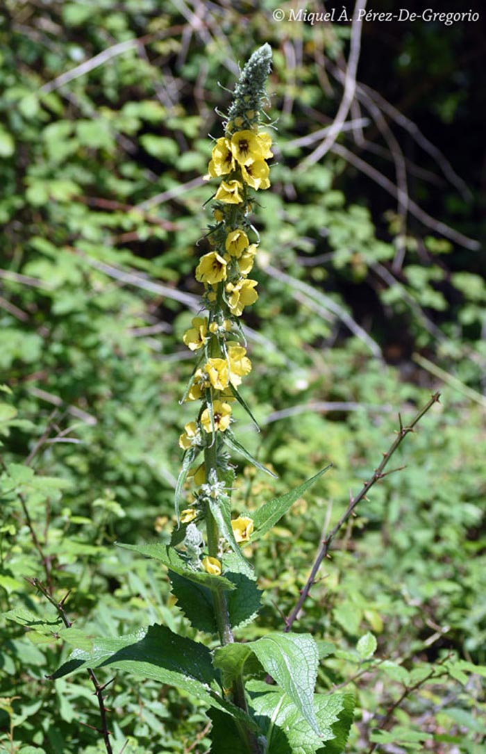 Verbascum thapsus