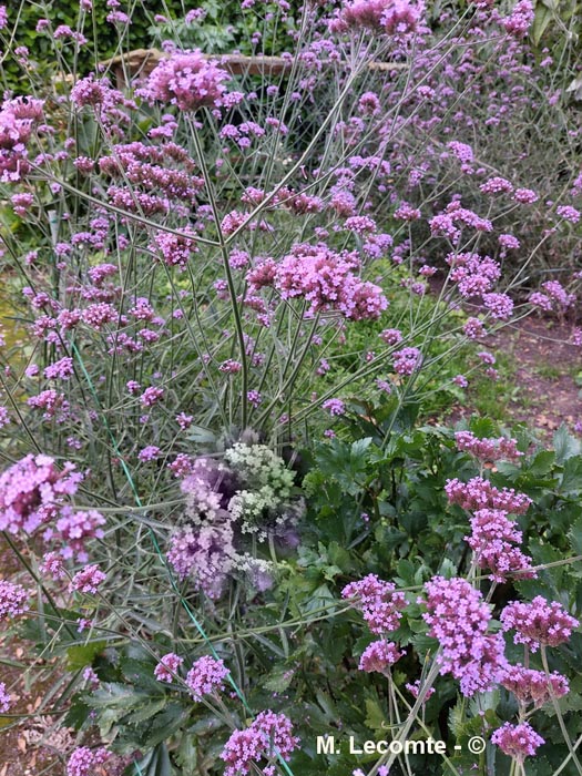 Verbena bonariensis (verveine de Buenos aires)