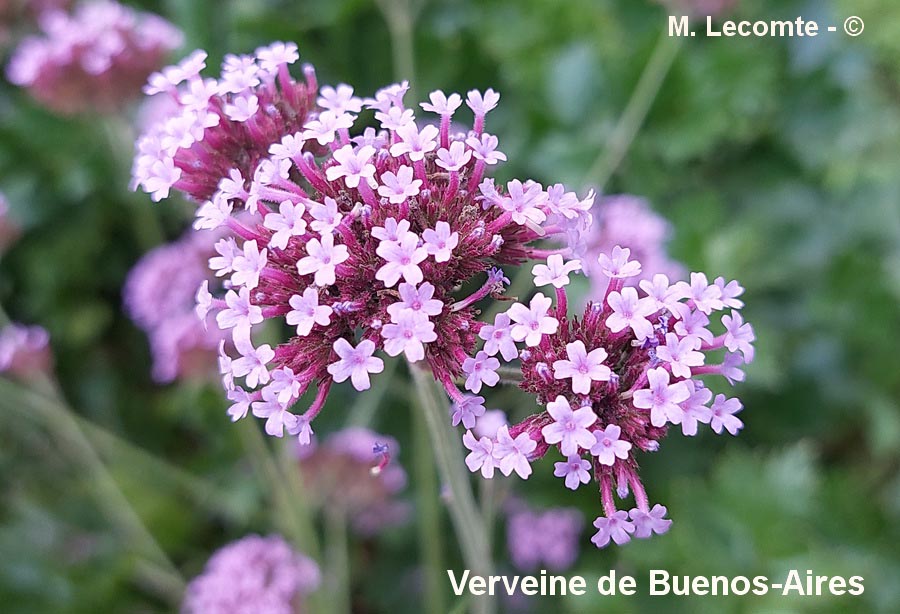 Verbena bonariensis (verveine de Buenos aires)