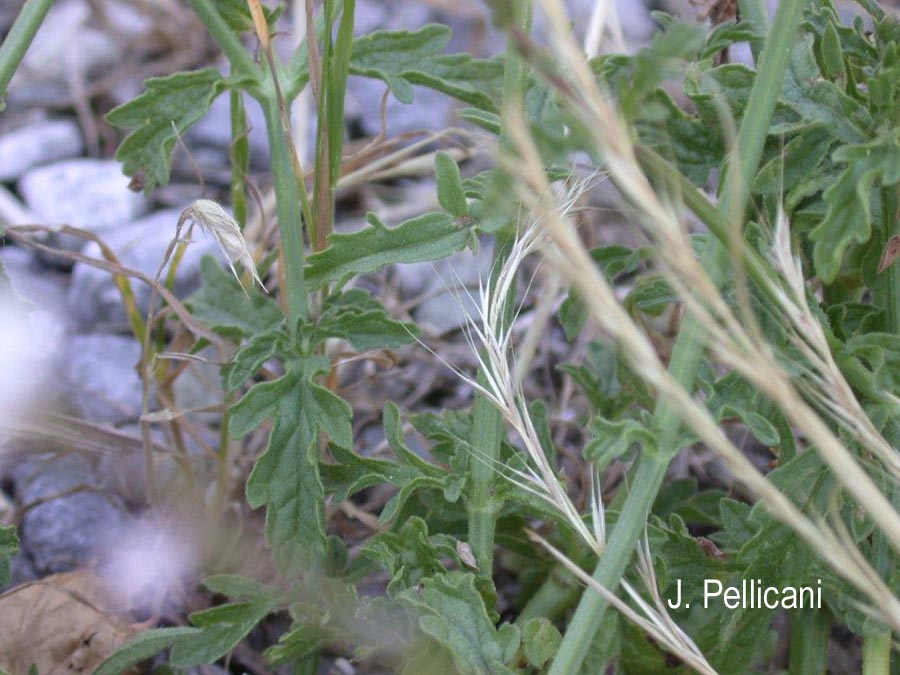 Verbena officinalis