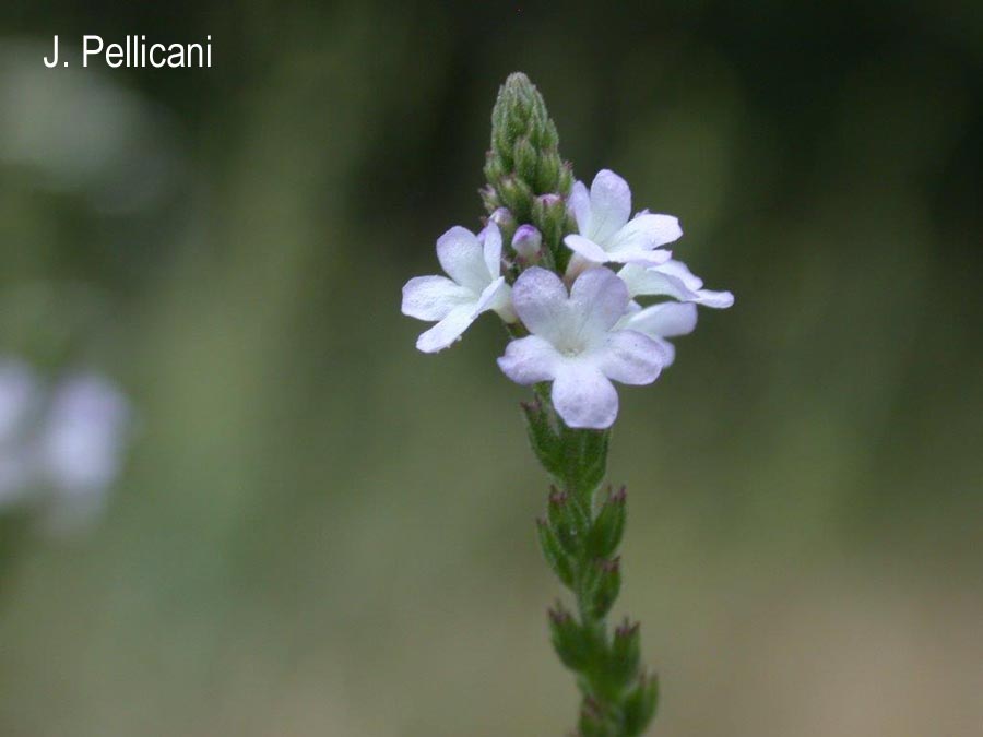 Verbena officinalis