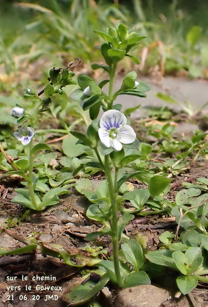 Veronica sepyllifolia