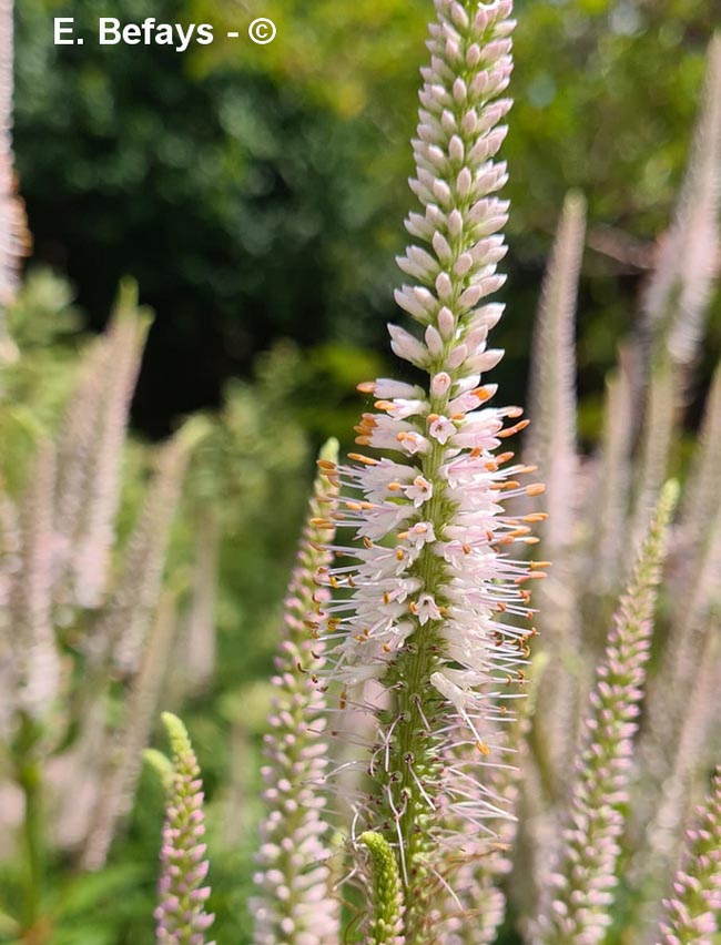 Veronicastrum virginicum (véronique de Virginie)