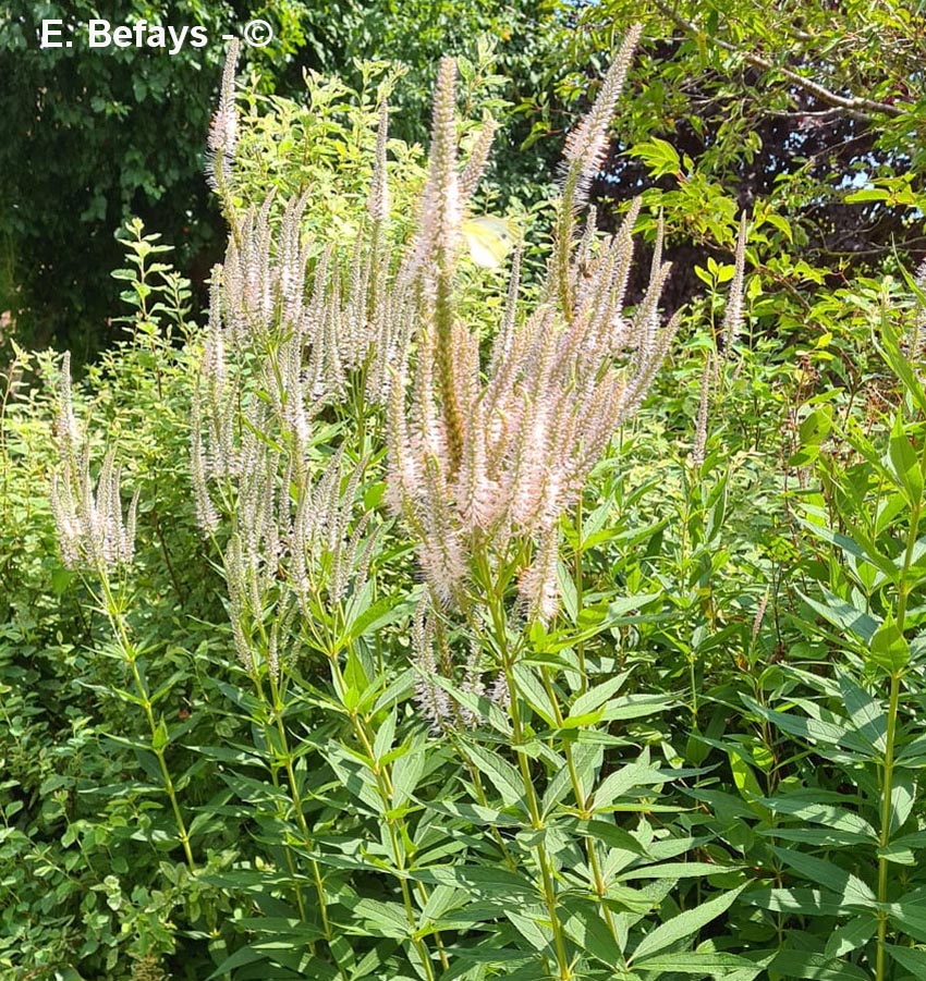 Veronicastrum virginicum (véronique de Virginie)