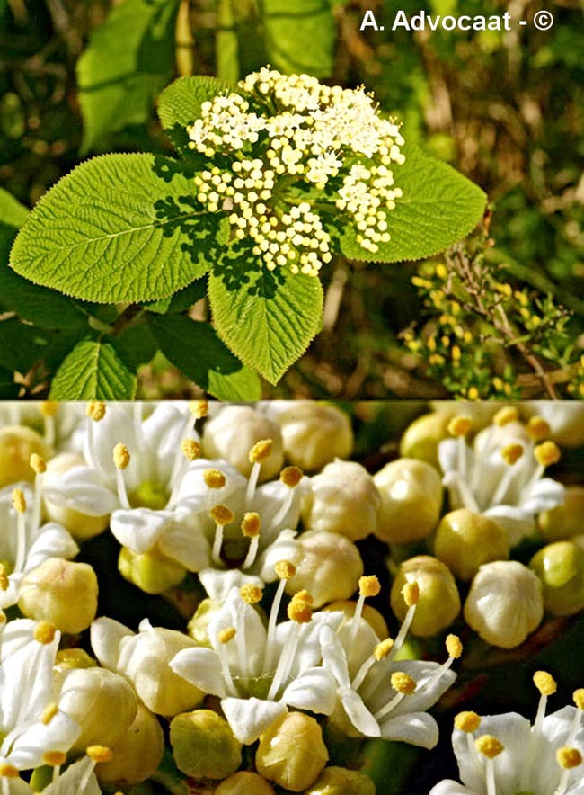 Viburnum lantana (viorne lantane)