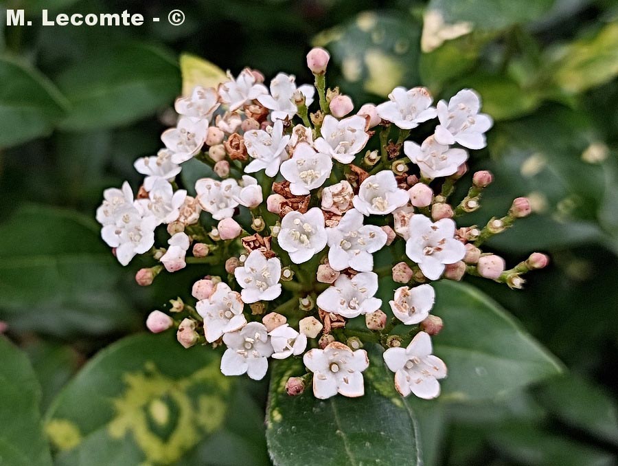 Viburnum tinus (viorne tin, laurier tin)