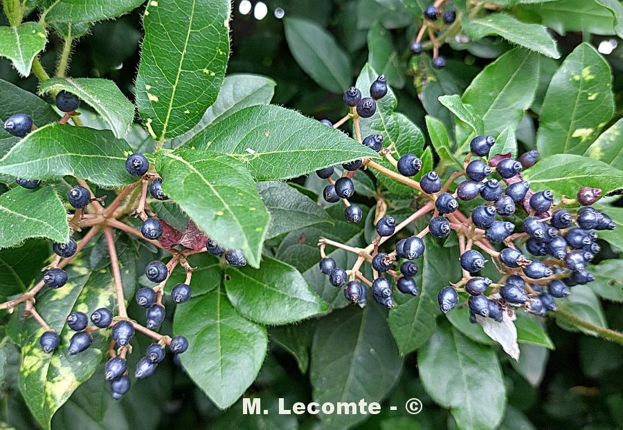 Viburnum tinus (viorne tin, laurier tin)