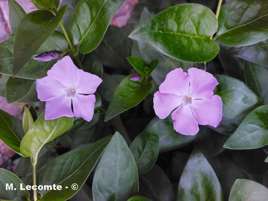 Vinca major