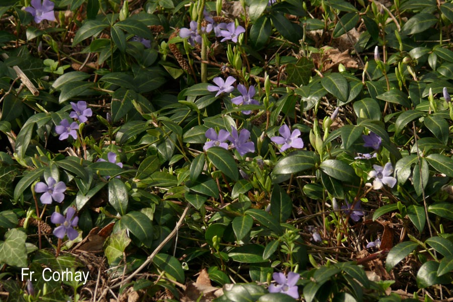 Vinca minor