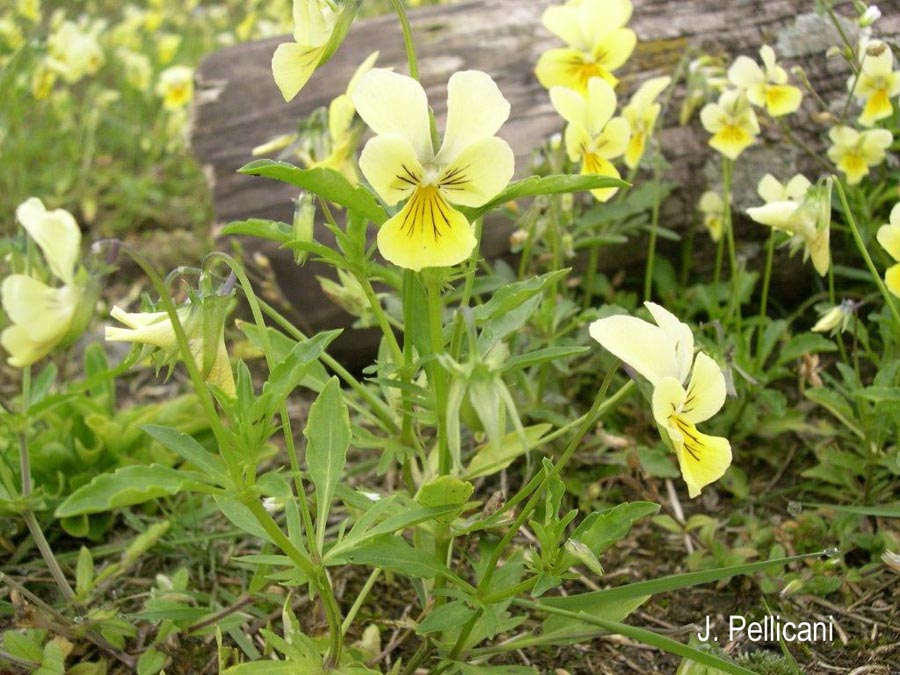 Viola calaminaria