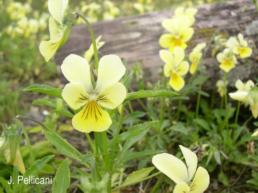 Viola calaminaria