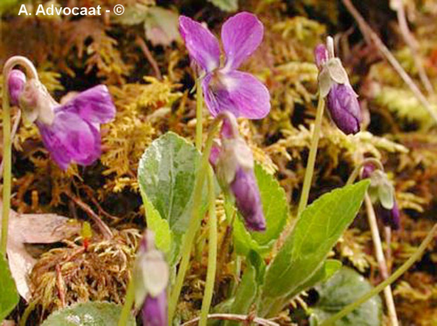 Viola hirta (violette hérissée)