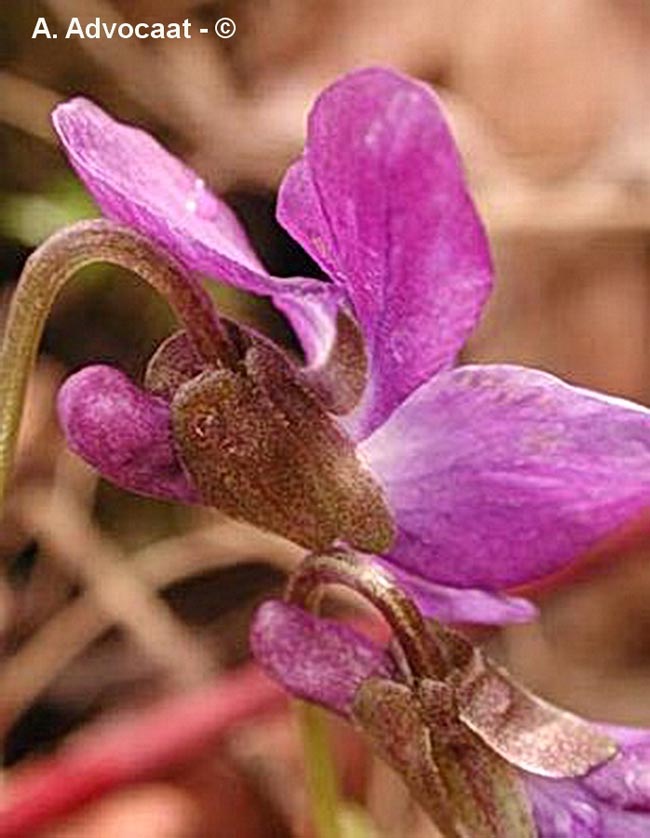 Viola hirta (violette hérissée)