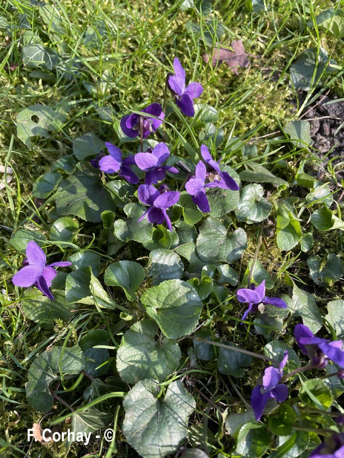 Viola odorata (violette odorante)