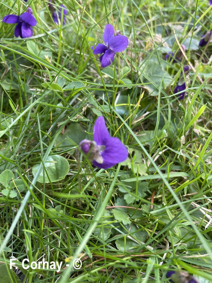 Viola odorata (violette odorante)