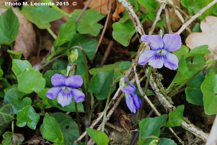 Viola riviniana