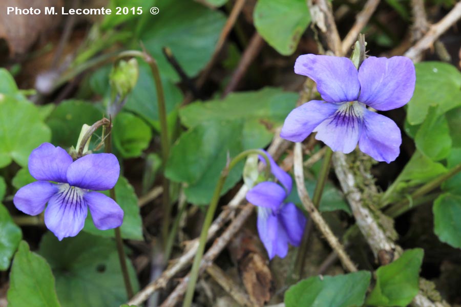 Viola riviniana