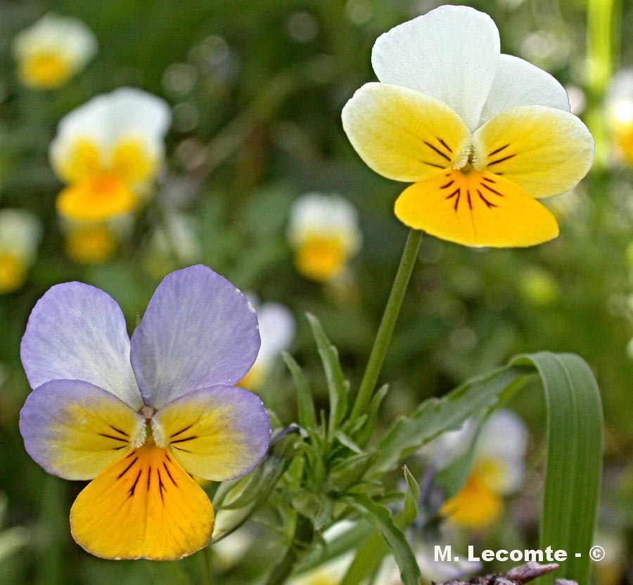 Viola tricolor (pensée sauvage)