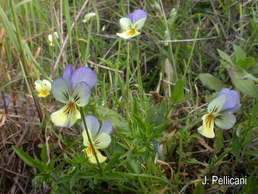 Viola tricolor