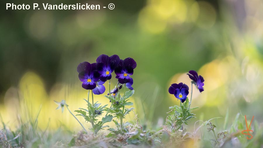 Viola tricolor