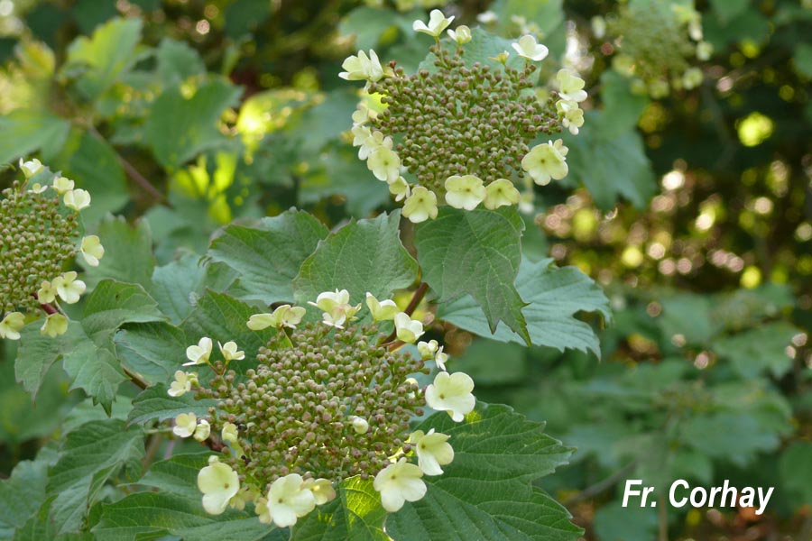 Viburnum opulus