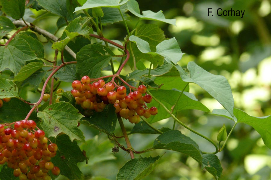 Viburnum opulus