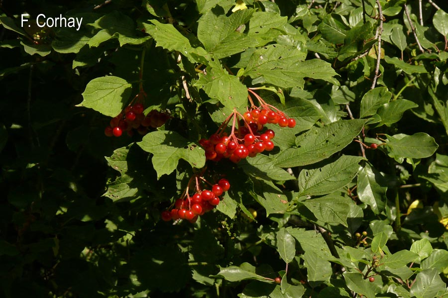 Viburnum opulus