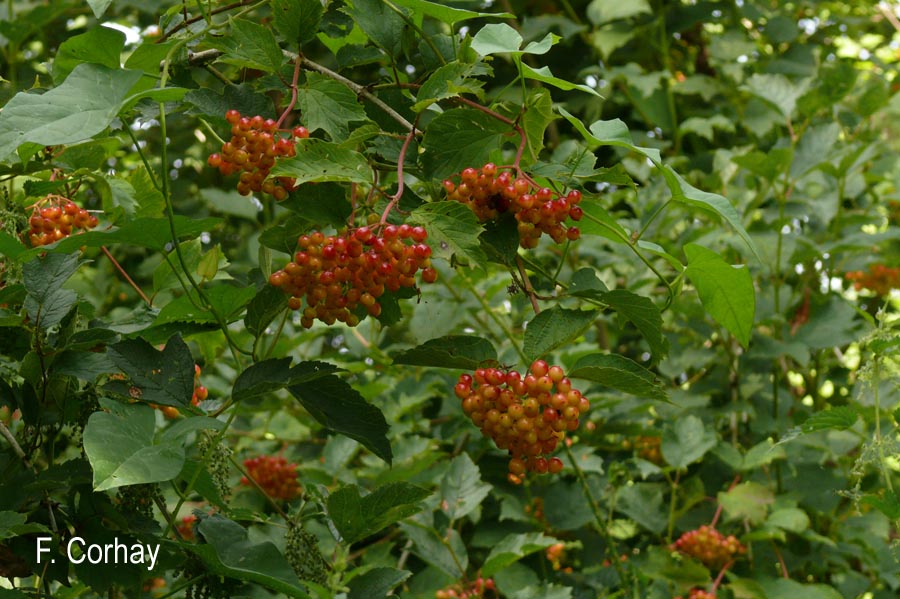 Viburnum opulus