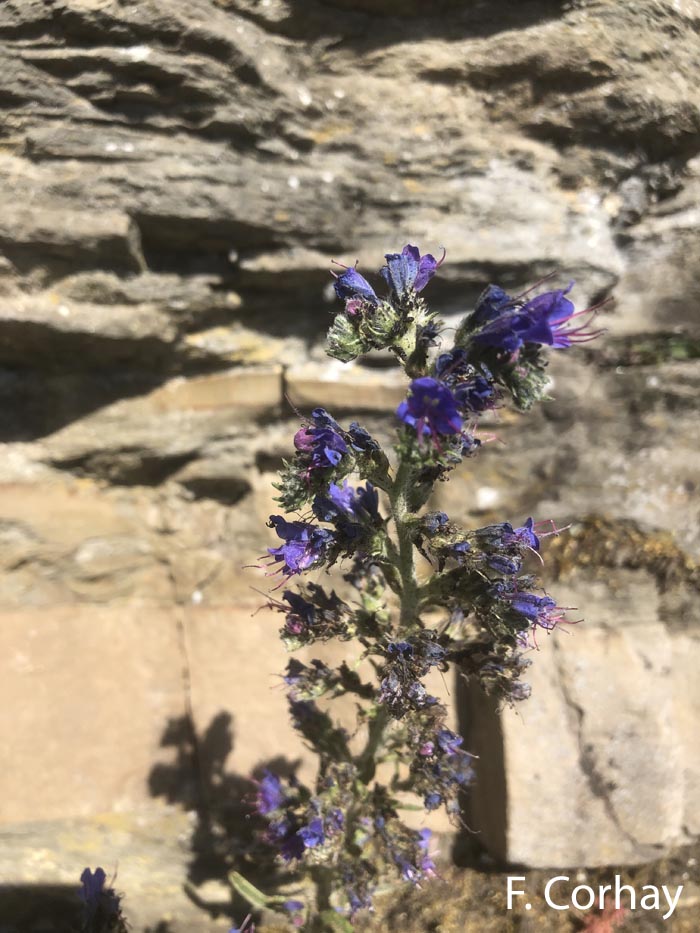 Echium vulgare