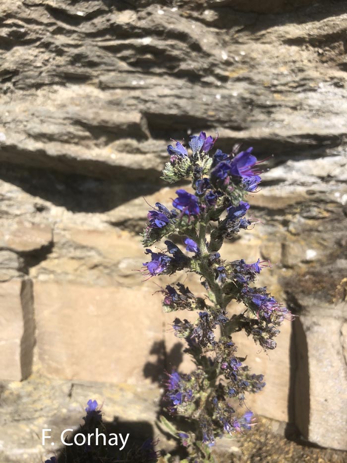 Echium vulgare