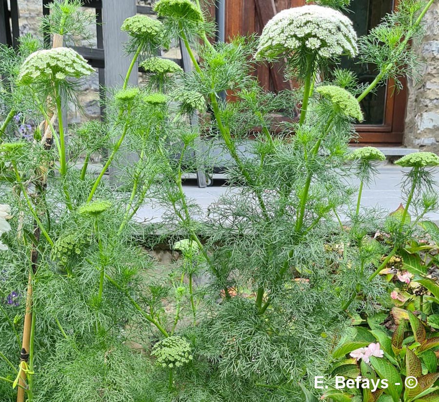 Visnaga daucoides (visnage fausse-carotte, ammi cure-dents)
