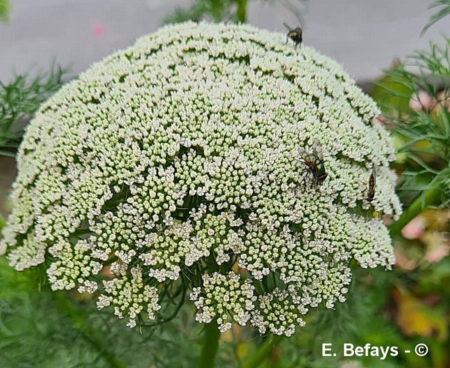 Visnaga daucoides (visnage fausse-carotte, ammi cure-dents)