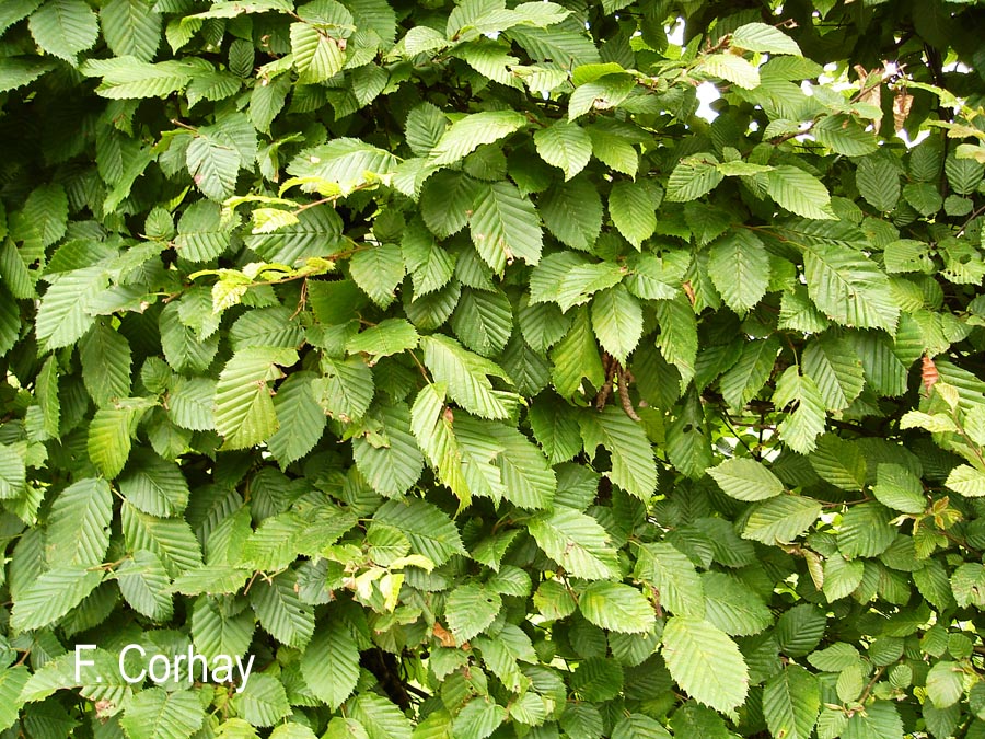 Carpinus betulus