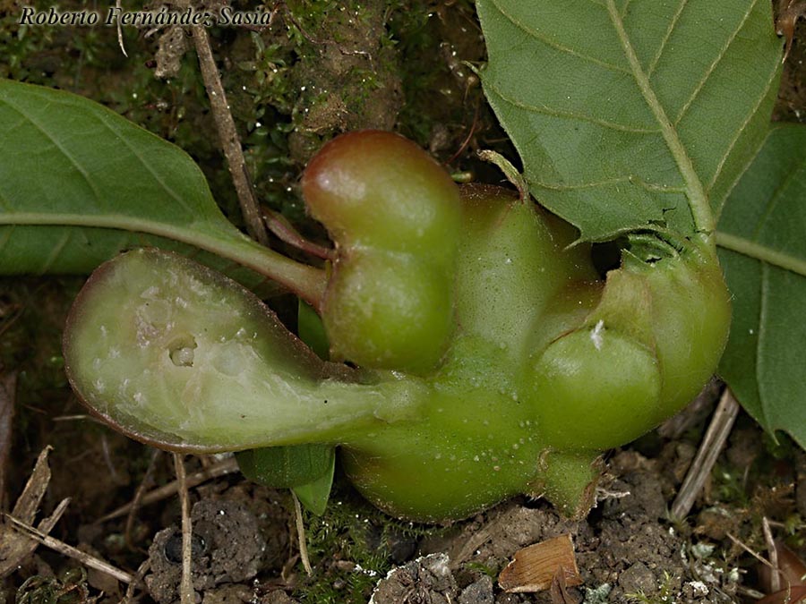 Dryocosmus kuriphilus