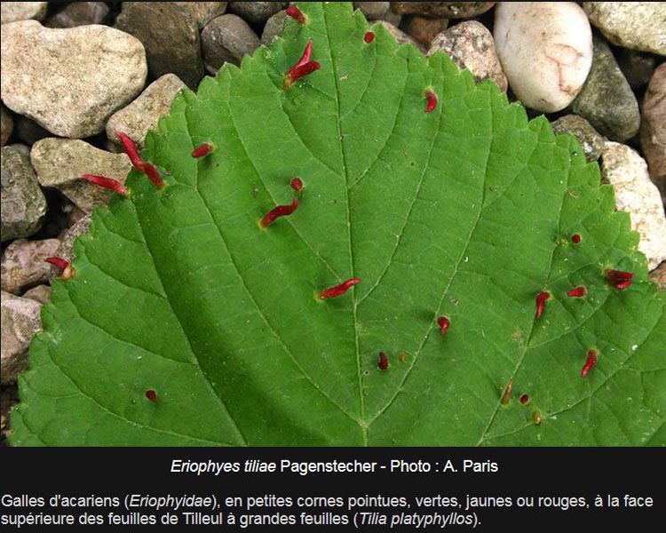 Eriophyes-tiliae