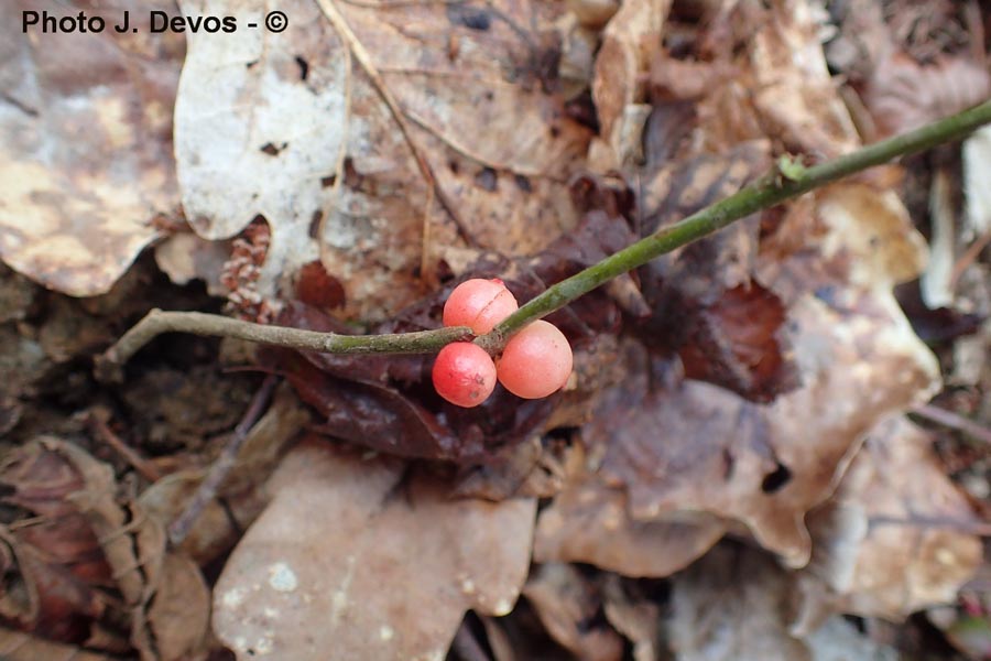 Quercus sp.